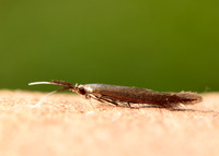 37.048 BF518 Coleophora mayrella