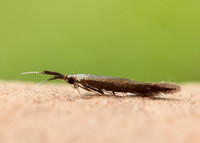 37.048 BF518 Coleophora mayrella