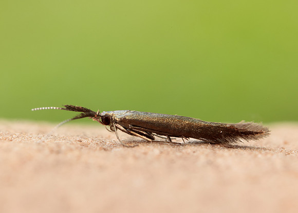 37.048 BF518 Coleophora mayrella
