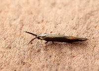 37.048 BF518 Coleophora mayrella