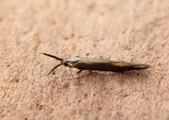 37.048 BF518 Coleophora mayrella