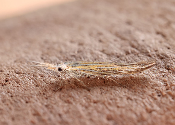 37.061 BF530 Coleophora lixella