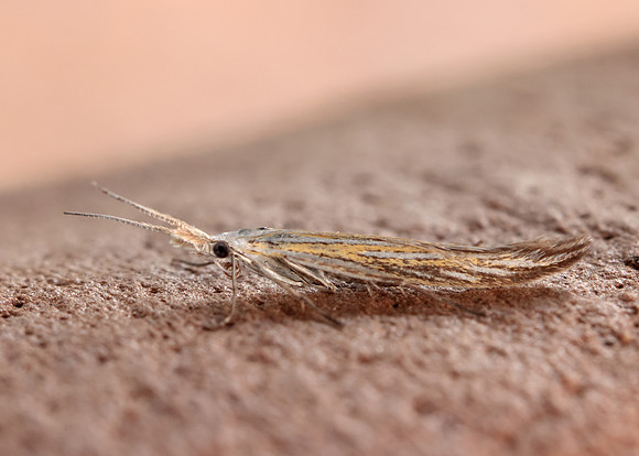 37.061 BF530 Coleophora lixella