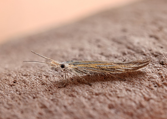 37.061 BF530 Coleophora lixella