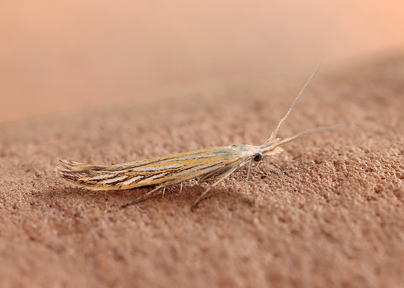 37.061 BF530 Coleophora lixella