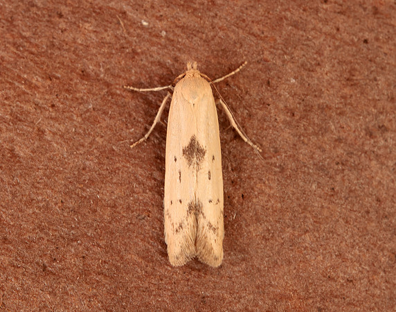 41.003 BF874 Blastobasis lacticolella
