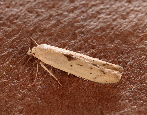 41.003 BF874 Blastobasis lacticolella