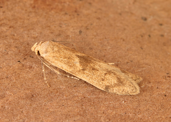 41.003 BF874 Blastobasis lacticolella