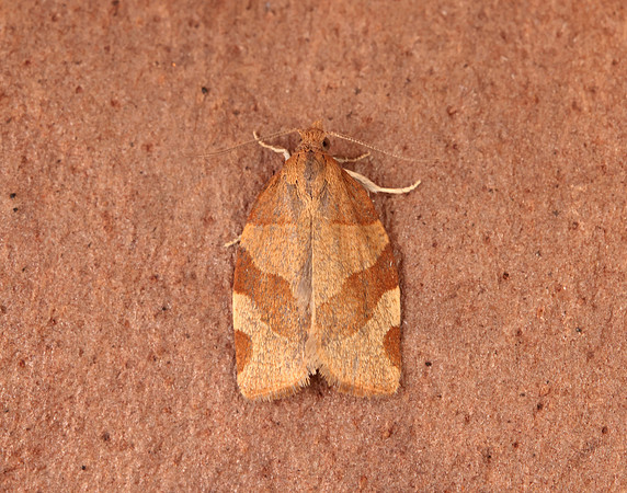 49.025 BF970 Barred Fruit-tree Tortrix Pandemis cerasana