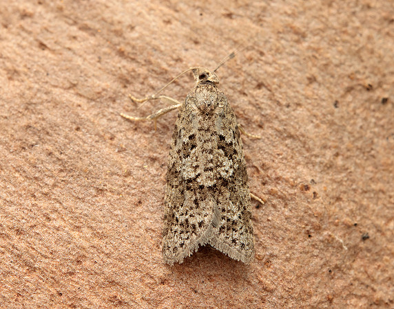 49.049 BF1024 Light Grey Tortrix Cnephasia incertana