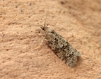 49.049 BF1024 Light Grey Tortrix Cnephasia incertana