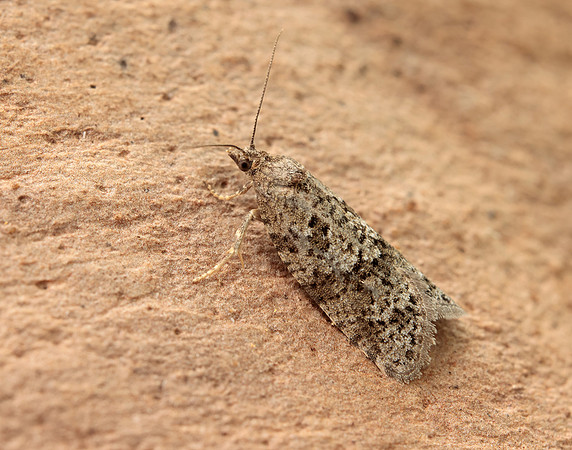49.049 BF1024 Light Grey Tortrix Cnephasia incertana