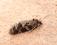49.049 BF1024 Light Grey Tortrix Cnephasia incertana