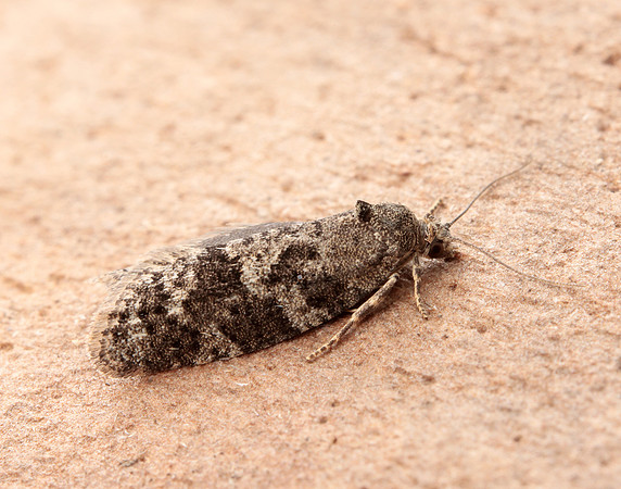 49.049 BF1024 Light Grey Tortrix Cnephasia incertana