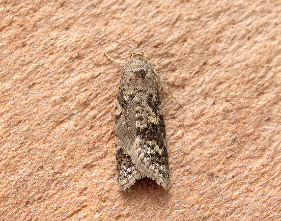 49.049 BF1024 Light Grey Tortrix Cnephasia incertana