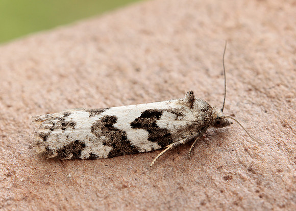 49.050 BF1020 Grey Tortrix Cnephasia stephensiana