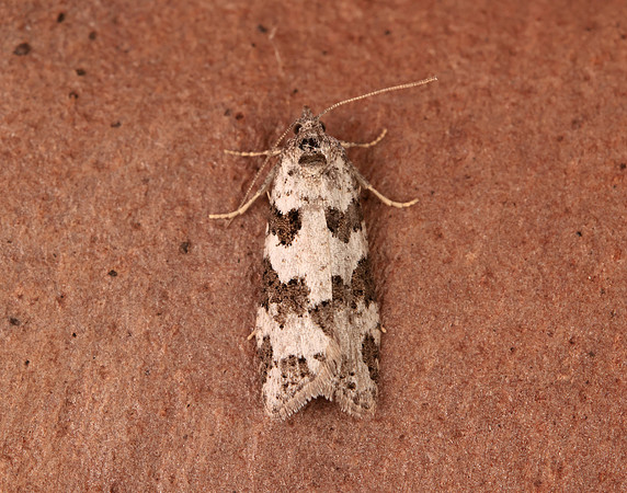 49.050 BF1020 Grey Tortrix Cnephasia stephensiana