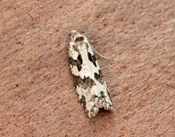 49.050 BF1020 Grey Tortrix Cnephasia stephensiana