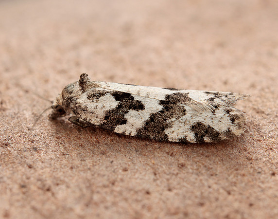 49.050 BF1020 Grey Tortrix Cnephasia stephensiana