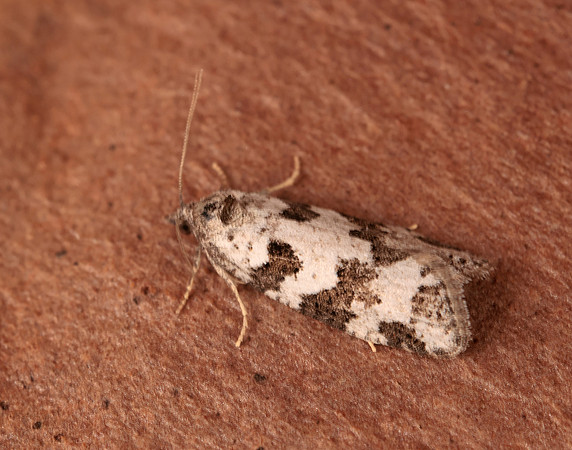 49.050 BF1020 Grey Tortrix Cnephasia stephensiana