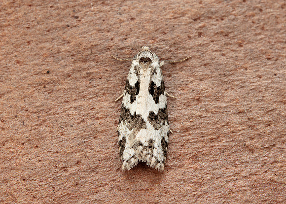 49.050 BF1020 Grey Tortrix Cnephasia stephensiana