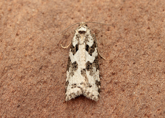 49.050 BF1020 Grey Tortrix Cnephasia stephensiana