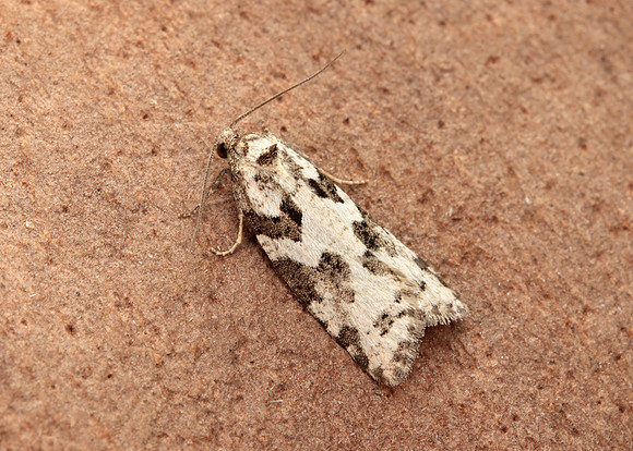 49.050 BF1020 Grey Tortrix Cnephasia stephensiana