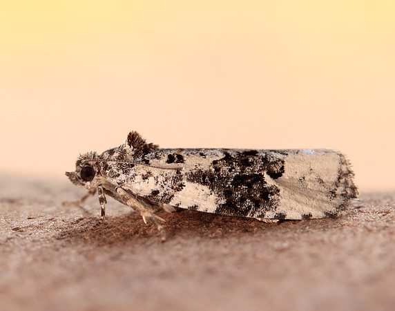 49.149 BF1092 Apotomis turbidana
