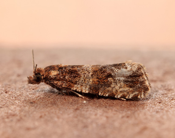 49.164 BF1067 Celypha cespitana