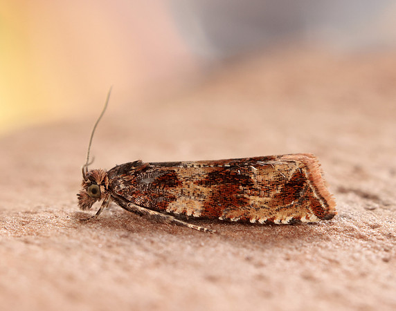 49.164 BF1067 Celypha cespitana