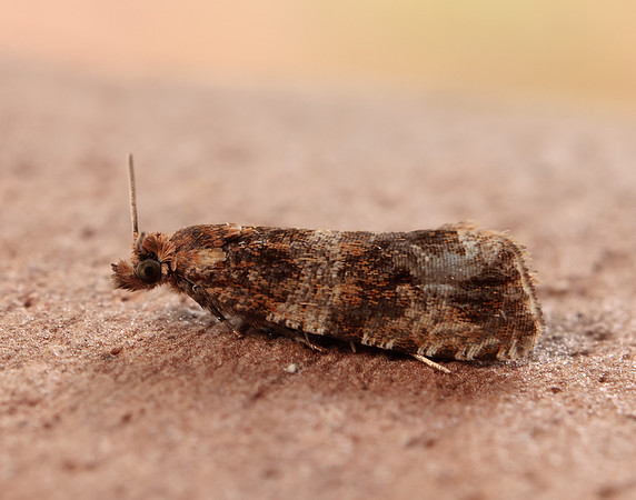 49.164 BF1067 Celypha cespitana