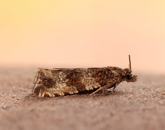 49.164 BF1067 Celypha cespitana