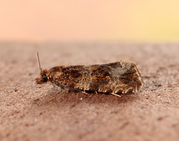 49.164 BF1067 Celypha cespitana