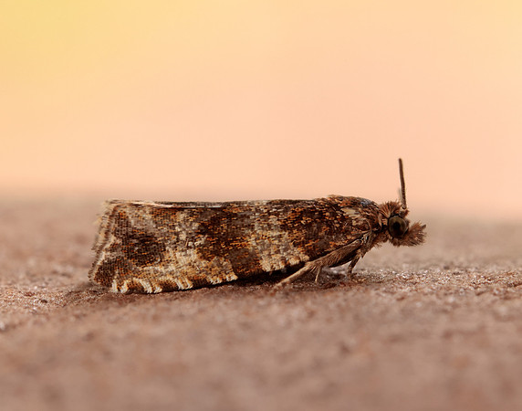 49.164 BF1067 Celypha cespitana