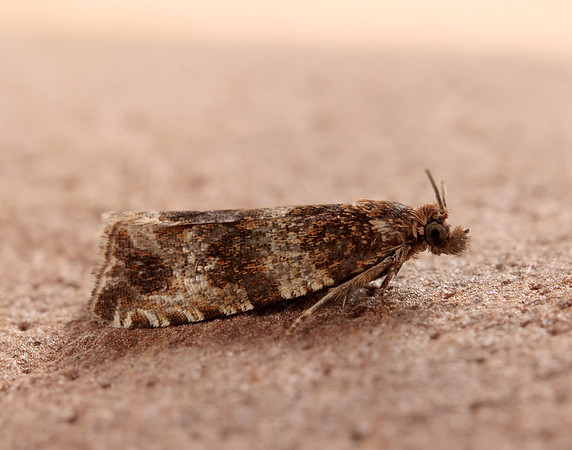 49.164 BF1067 Celypha cespitana