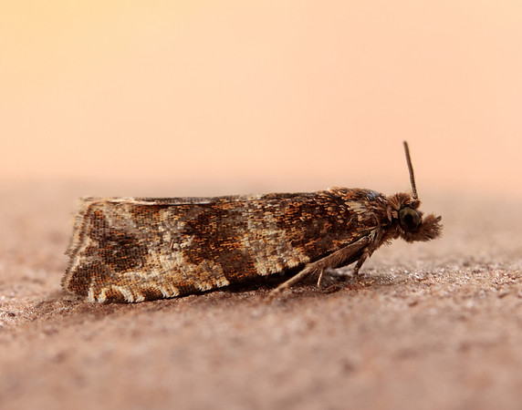 49.164 BF1067 Celypha cespitana