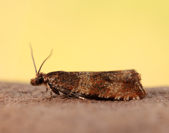 49.164 BF1067 Celypha cespitana