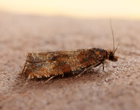 49.164 BF1067 Celypha cespitana