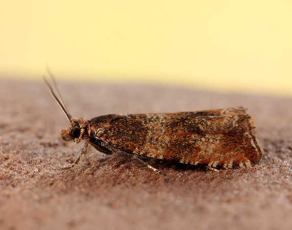 49.164 BF1067 Celypha cespitana