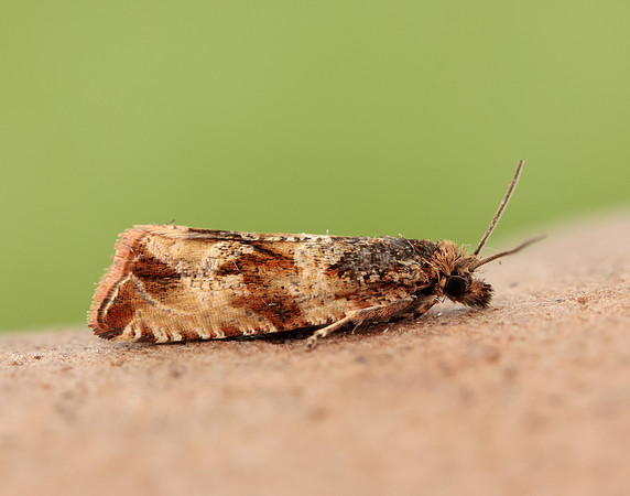 49.164 BF1067 Celypha cespitana