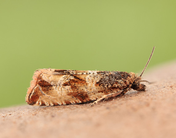 49.164 BF1067 Celypha cespitana