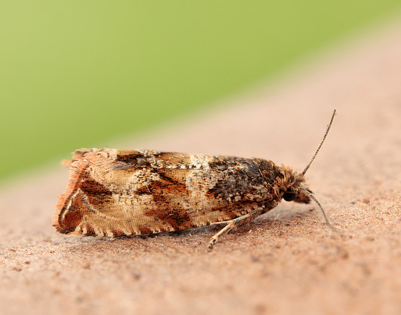 49.164 BF1067 Celypha cespitana