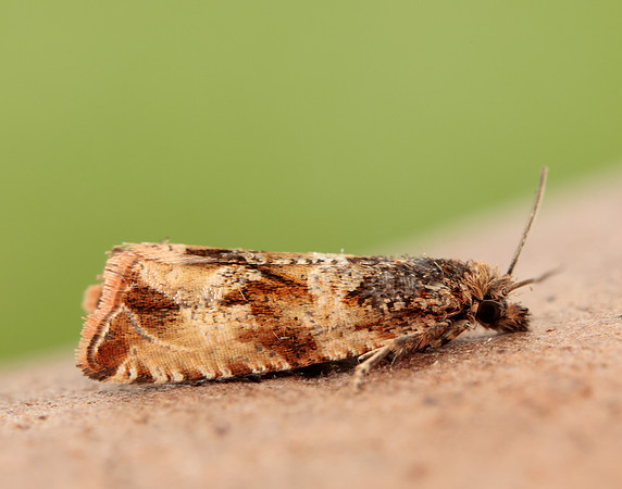 49.164 BF1067 Celypha cespitana