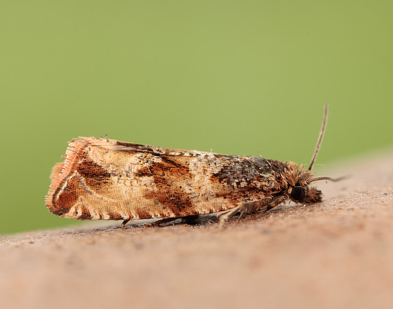 49.164 BF1067 Celypha cespitana