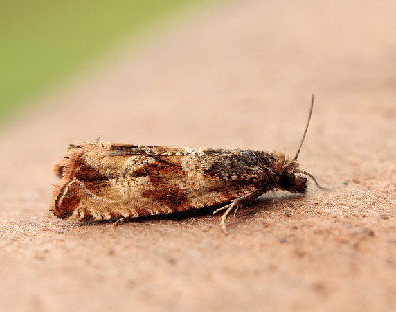 49.164 BF1067 Celypha cespitana