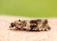 49.166 BF1076 Celypha lacunana