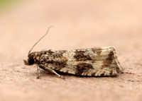 49.166 BF1076 Celypha lacunana