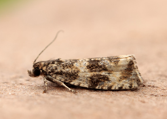 49.166 BF1076 Celypha lacunana