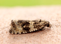 49.166 BF1076 Celypha lacunana