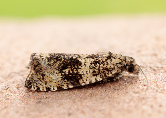 49.166 BF1076 Celypha lacunana